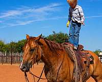 athletic-quarter-horse