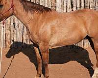 calf-roping-quarter-horse