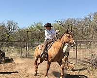flashy-quarter-horse