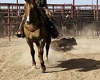 ranch-quarter-horse