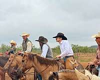 performance-quarter-horse