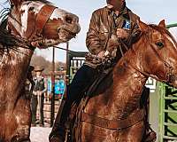 husband-safe-quarter-horse