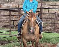ranch-versatility-quarter-horse