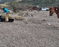 ranch-work-quarter-horse
