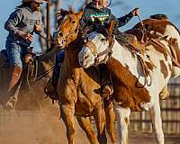 rodeo-pickup-quarter-horse