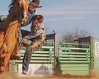 rodeo-quarter-horse