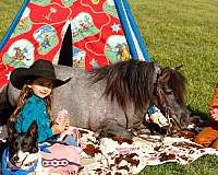 beginner-pony