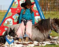 rodeo-pony