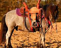 blue-roan-pony-gelding
