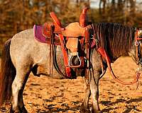 blue-roan-all-around-pony
