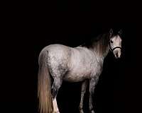athletic-pony