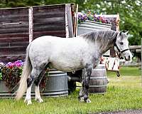 driving-pony