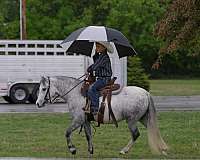 show-pony