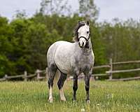 working-cattle-pony