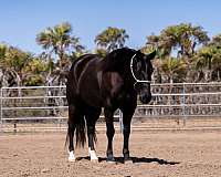 athletic-quarter-horse