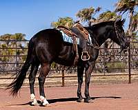 flashy-quarter-horse