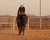 performance-quarter-horse