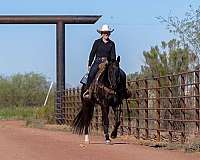 ranch-quarter-horse