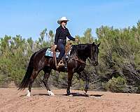 ranch-versatility-quarter-horse