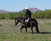 ranch-work-quarter-horse