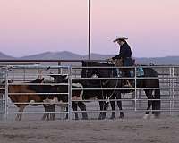 roping-quarter-horse