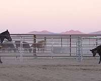 show-quarter-horse