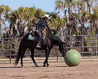 trail-quarter-horse