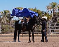 trail-riding-quarter-horse