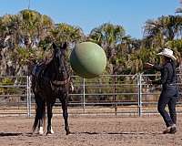 western-riding-quarter-horse