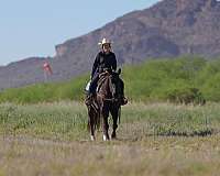 working-cattle-quarter-horse