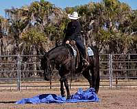 working-cow-quarter-horse