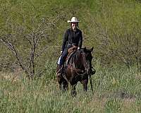 youth-quarter-horse