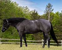 athletic-quarter-horse