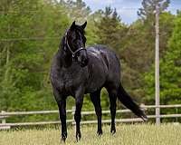 calf-roping-quarter-horse