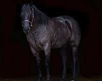 flashy-quarter-horse
