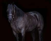 husband-safe-quarter-horse