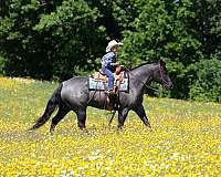 performance-quarter-horse