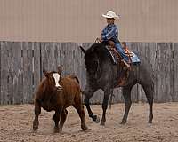 ranch-quarter-horse