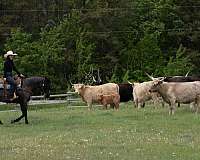 ranch-versatility-quarter-horse