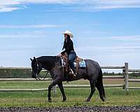 ranch-work-quarter-horse