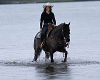 roping-quarter-horse