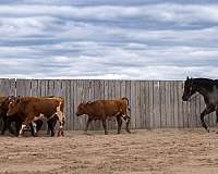 show-quarter-horse