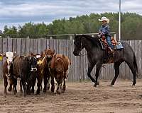trail-quarter-horse
