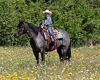 western-riding-quarter-horse