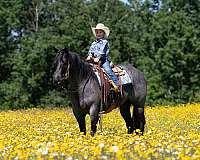 working-cow-quarter-horse