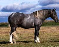 athletic-draft-horse