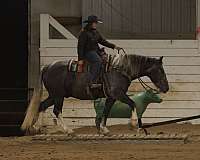 ranch-draft-horse