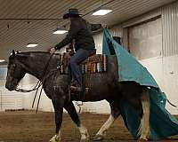 kid-safe-draft-horse