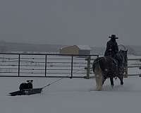 ranch-work-draft-horse