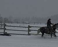 show-draft-horse